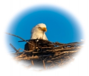 2023 02 11 RedwingEagles 028